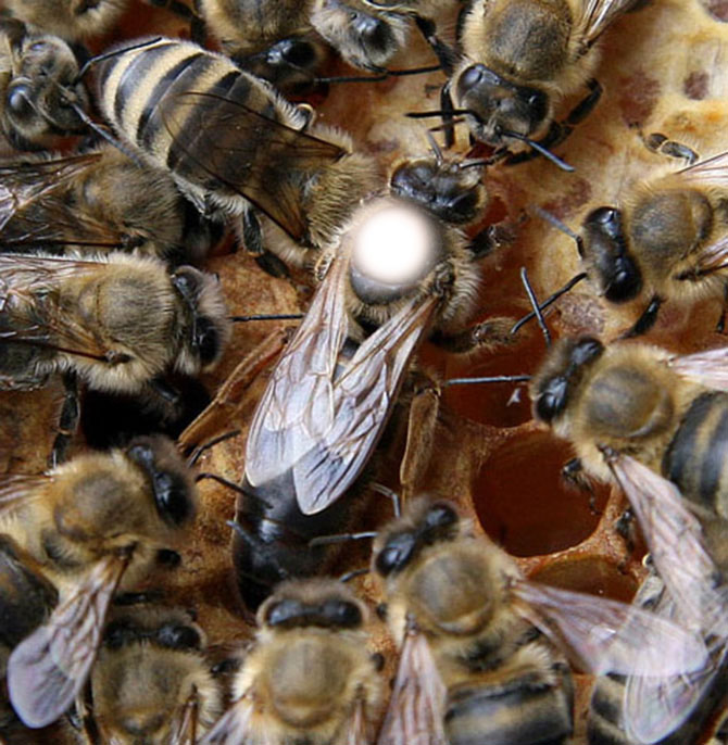 2026 Mated Queen 2026 Mated Queen