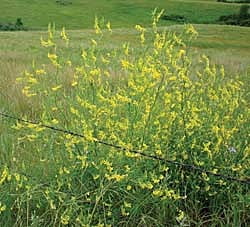 Yellow Sweet Clover Seeds