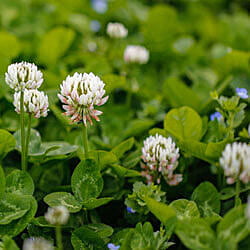 White Clover Seed